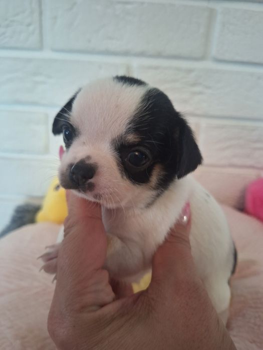 Chihuahua chłopczyk