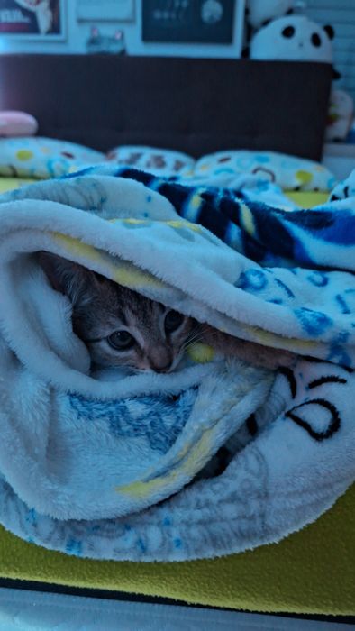 Gatas para adoção
