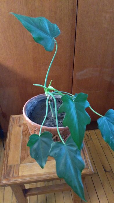 Продам филодендрон