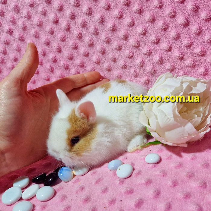 Міні кролик карликові карликовые кролики,мини,декоративний,найменший