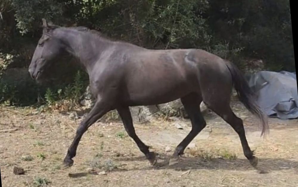Égua Lusitana Pontuada