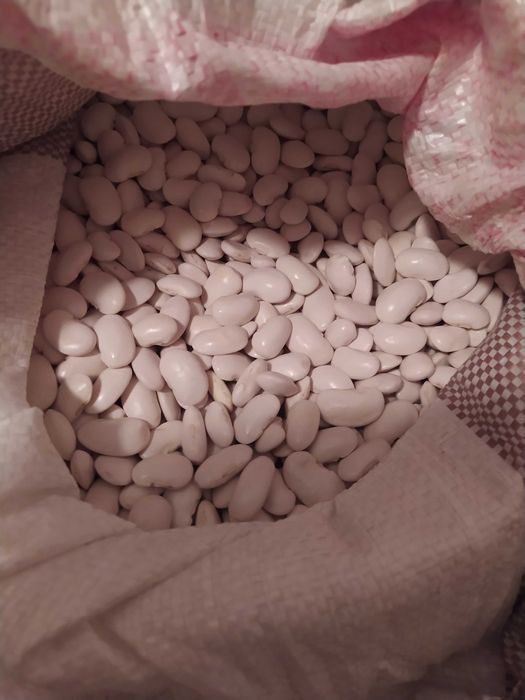 Fasola Jaś na sprzedaż