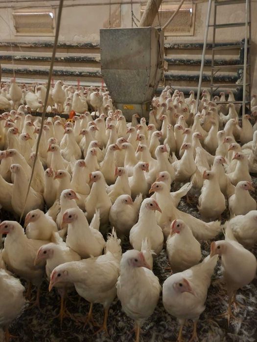 Kury rosa nioski młode kokoszki odchowane kura nioska