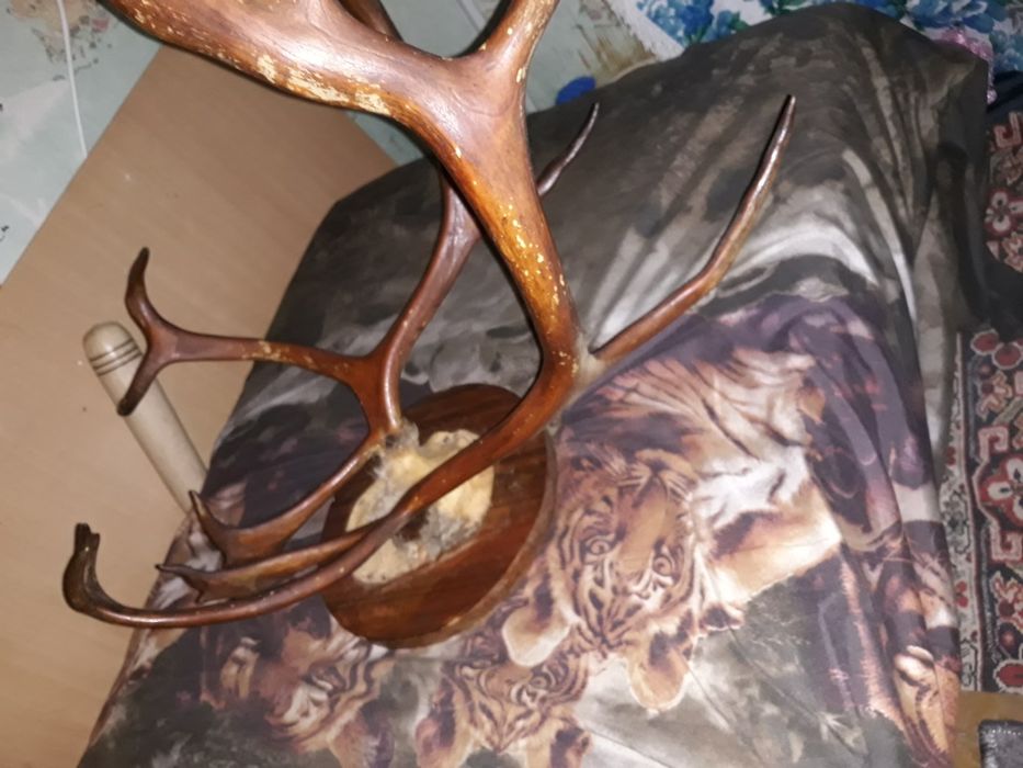 Продам рога оленя