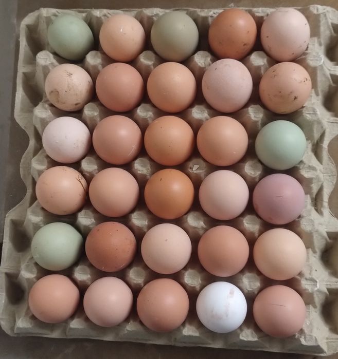 Jajka wiejskie, kolorowe, wolny wybieg