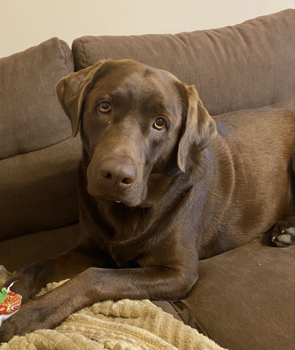 Opieka nad psem i kotem/ psi hotel