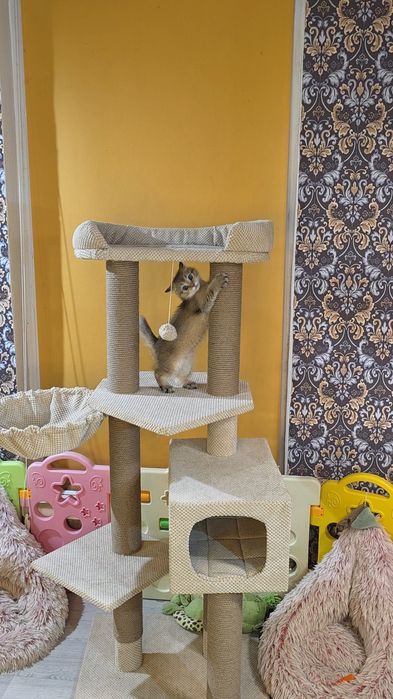 Котик  золота шиншила! Київ, Бориспіль, або відправлю в інше місто
