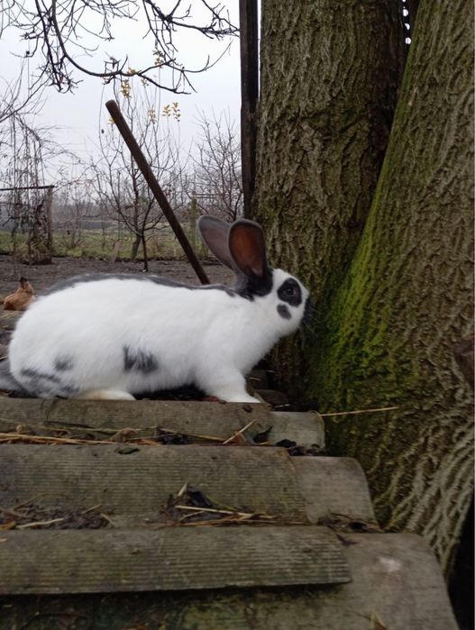 Продам кролів НІмецький СТРОКАЧ 4 місяці  кролі кролички