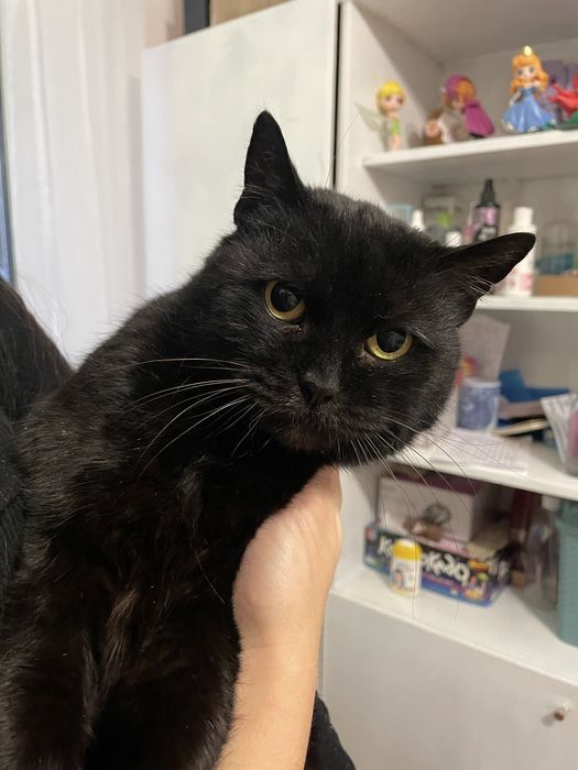 Кішка шукає сімʼю