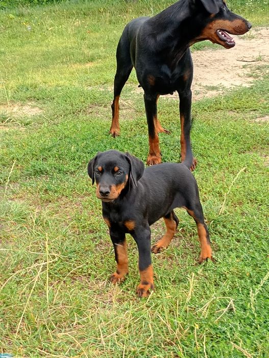 Doberman piesek mocny!!