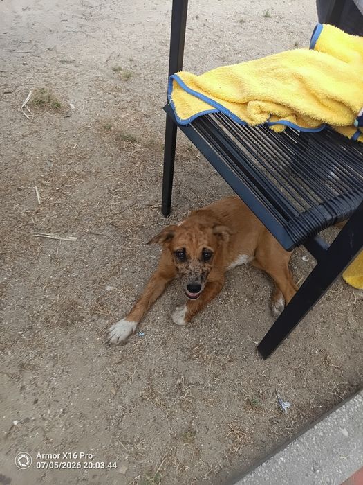 Cadelinha bebé 3 meses para dar