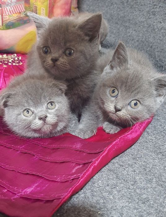 Продаються кошенята