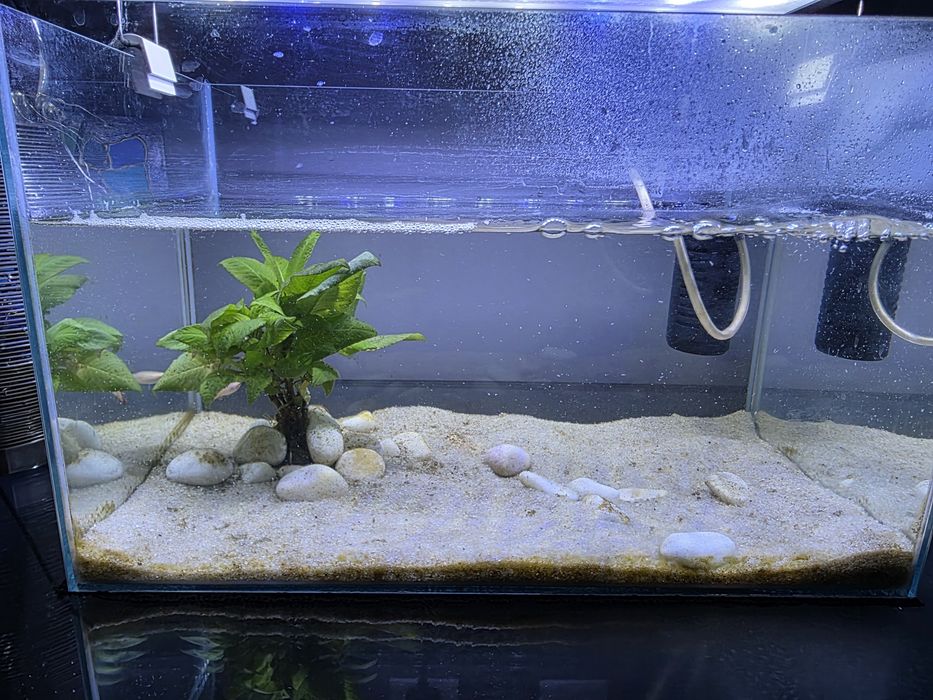 Vendo  aquário completo com 2 peixes
