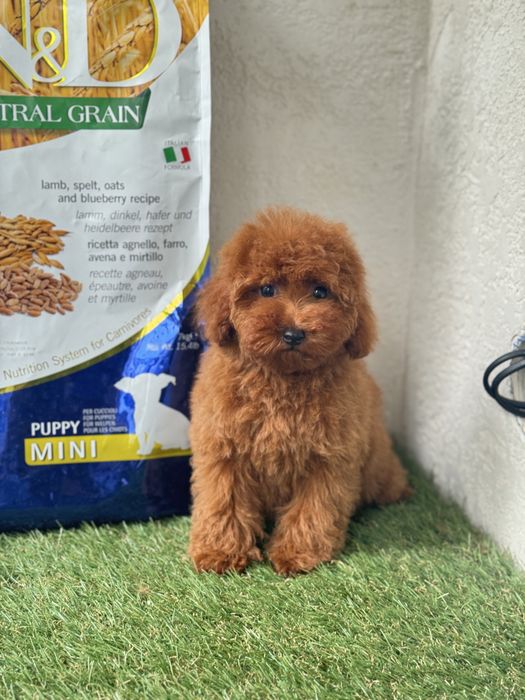 Девочка мальтипу мини микро тикап пудель