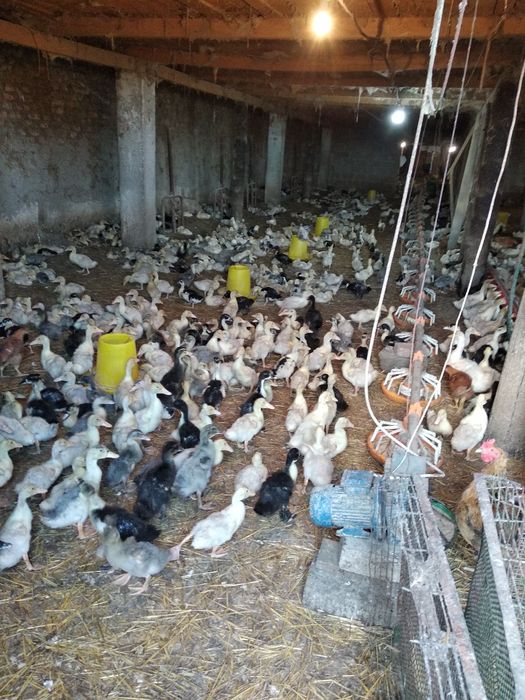 Гуси гусенят качка каченята Закарпаття! Тільки ОПТ від 300 шт гусята