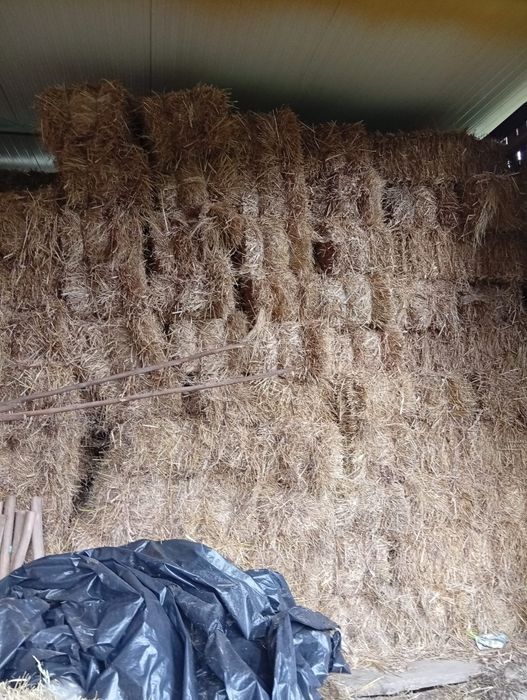 Fardos de palha deste ano