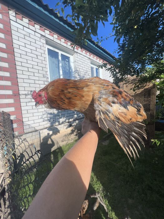 Півень амераукана дорослий