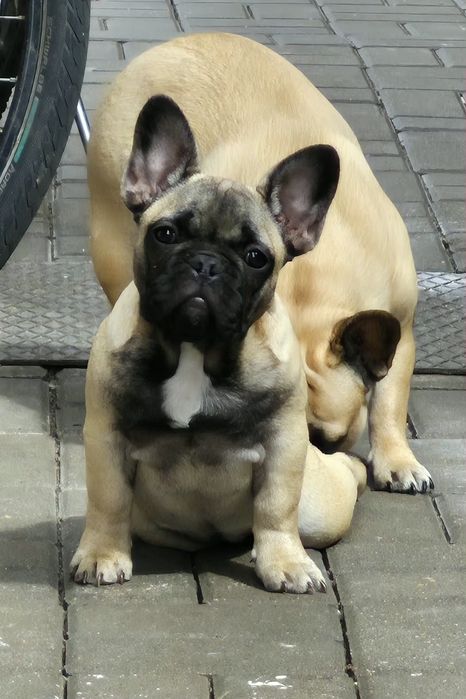 Buldog Frabcuski sunia FCI
