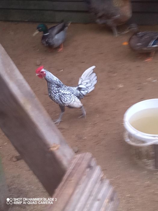 Kogut koguty różne gatunki