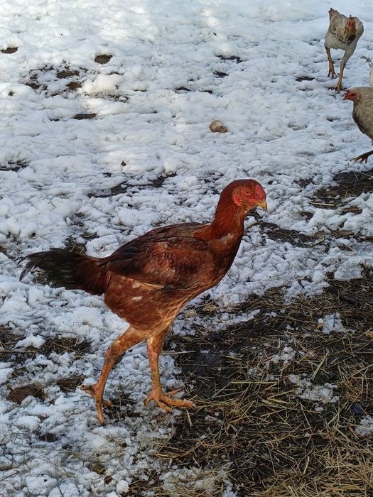 Sprzedam koguty bojowiec malajski