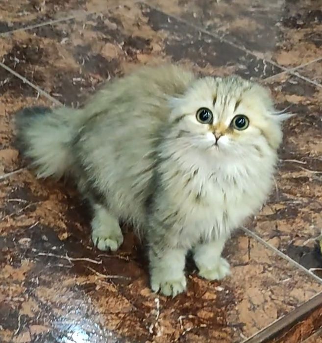 Девочка золотая шиншилла фолд