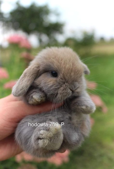 Mini lop przepiękne króliki karzełek miniaturka baranek hodowla