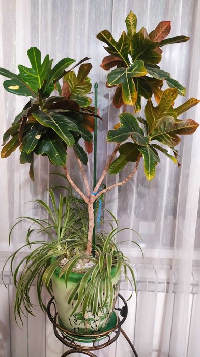 Вазонок кротон і хлорофітум