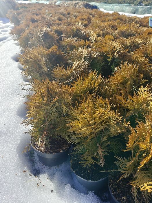 Tuja thuja Mirjam złota kulka
