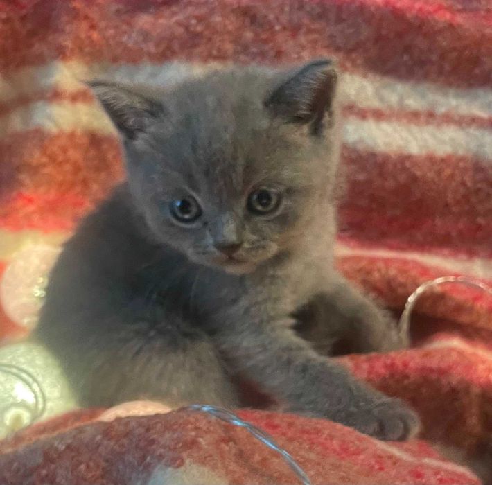 British Shorthair azul