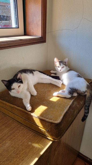 Gatinhos bebés para adoção responsável