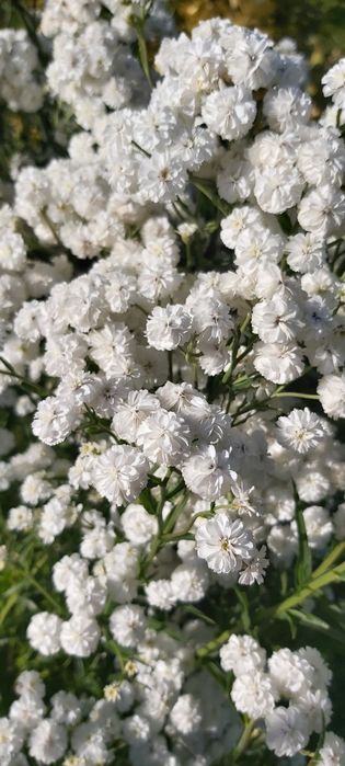 Rośliny z mojego ogrodu