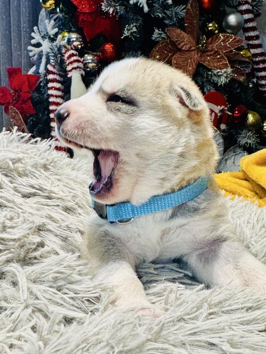 Husky siberiano CLop pedigree FCI