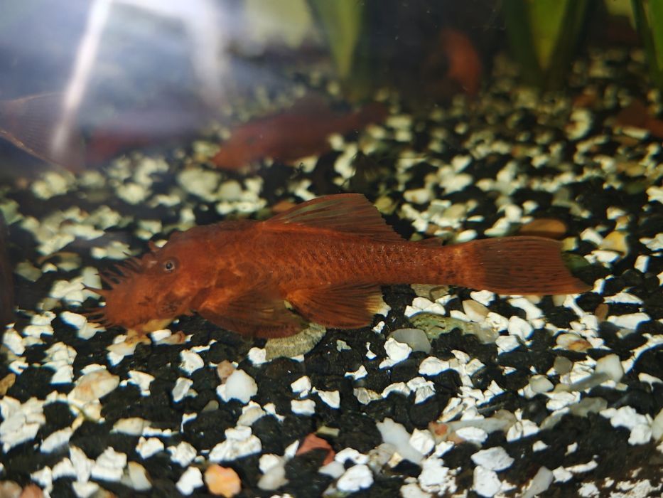 Ancistrus Super Red