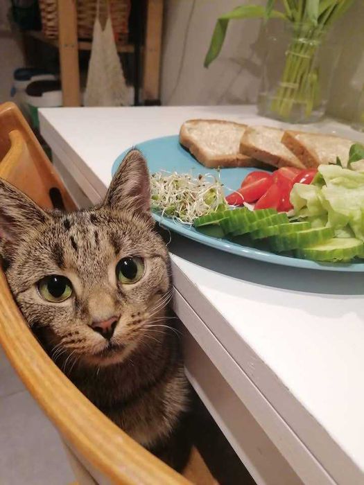 Misia - urocza koteczka do adopcji