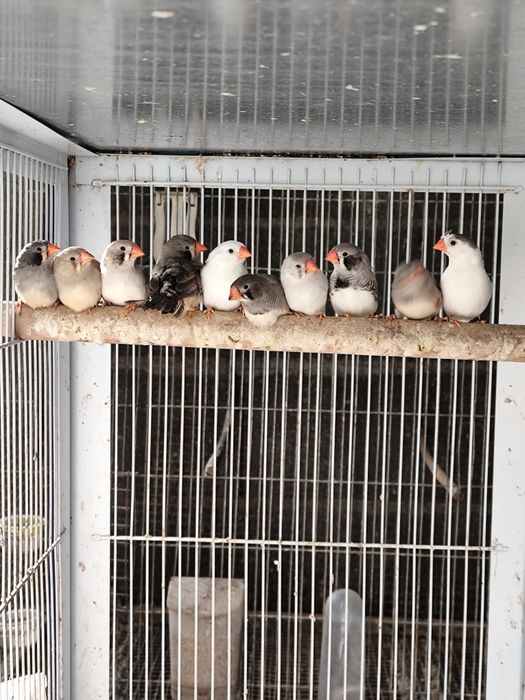 Várias mutações de Mandarins