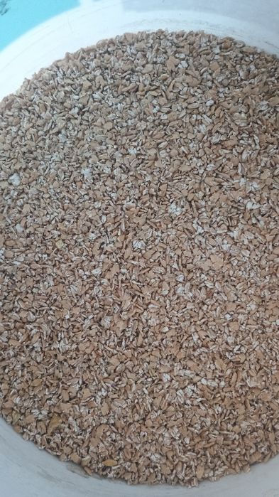 Pszenica, jęczmień, pszenżyto gniecione