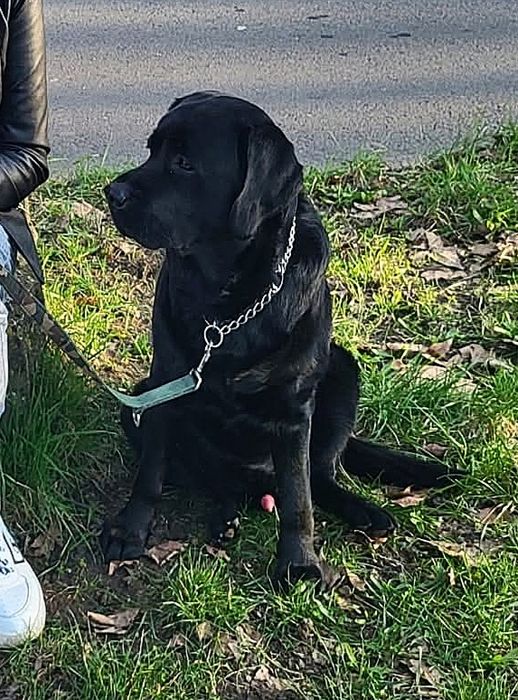 Labrador Retriever Suczka Związek Kynologiczny w Polsce