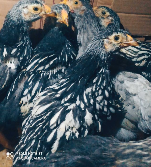 Курчата вiандот срiбло