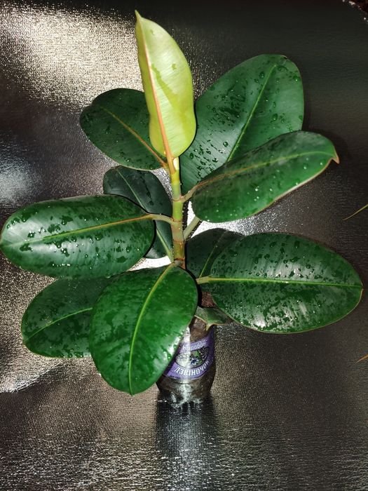 Фікус укорінений