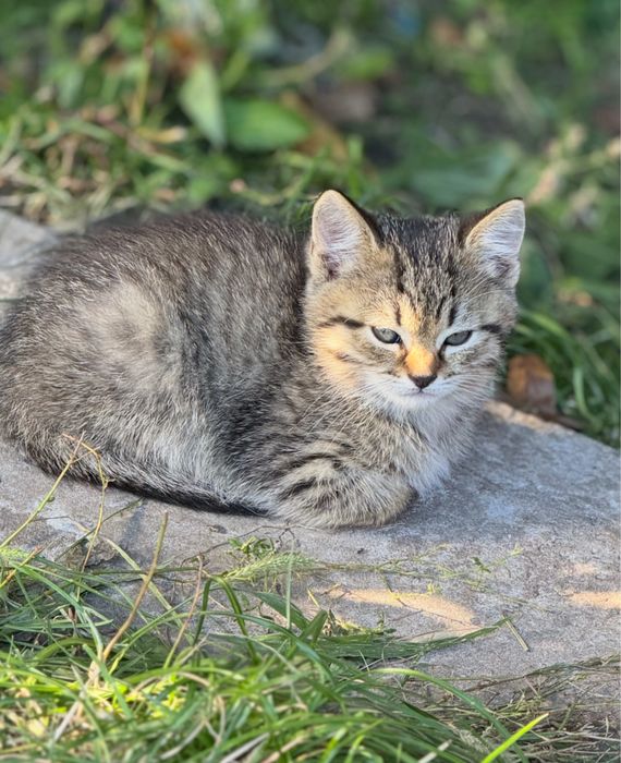 Отдам в добрые руки