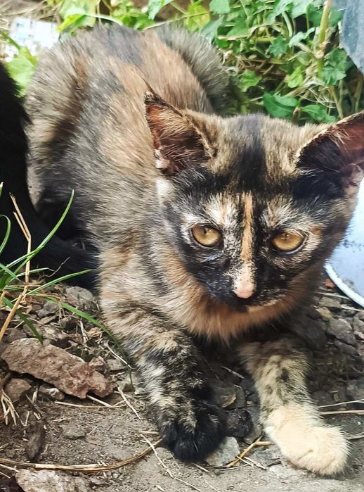 Кошеня черепашого кольору в пошуках господаря і дому