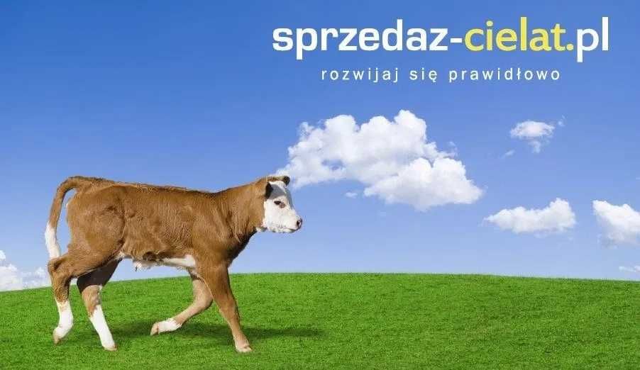 Byczki HF/NCB/MM - Zdrowe, Mocne Cielęta z Pewnego Źródła POLSKIE