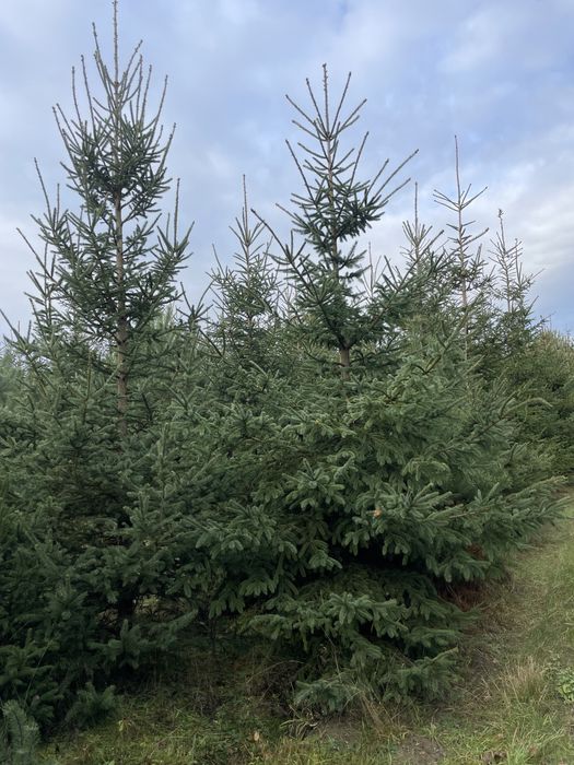 Duże Świerki 350cm  ‼️Świerki do 450cm