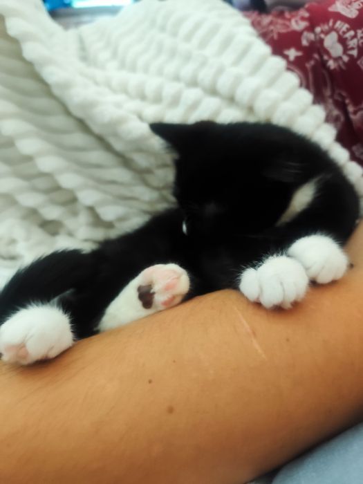 Котик, 9 місяців у добрі руки