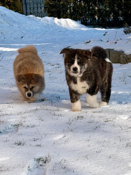 Szczeniaki Akita Inu