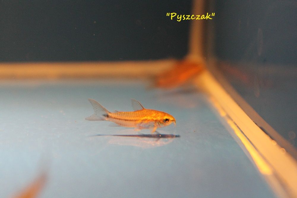 Kirys pigmej Corydoras pygmaeus