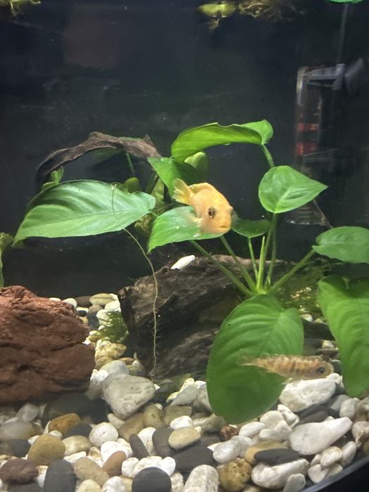 Troco CICLIDEOS por peixes de porte pequeno ou escalares