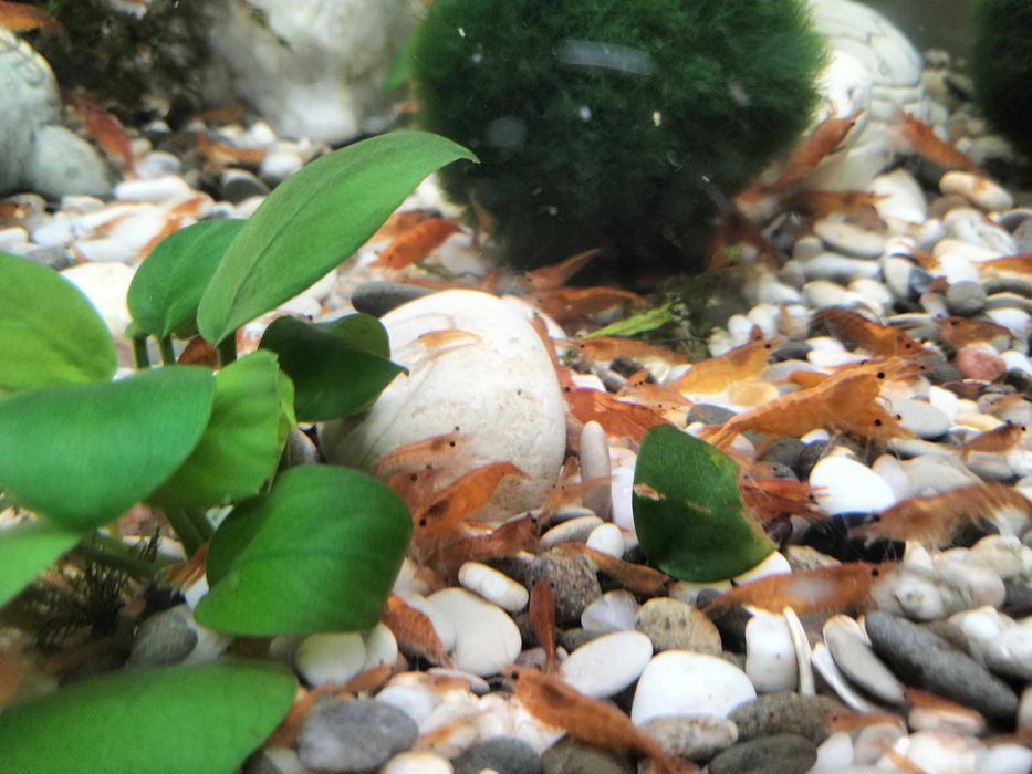 Продам акваріумних мешканців