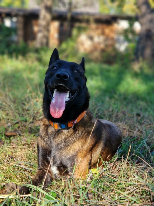В'язка, хлопчик малінуа шукає наречену