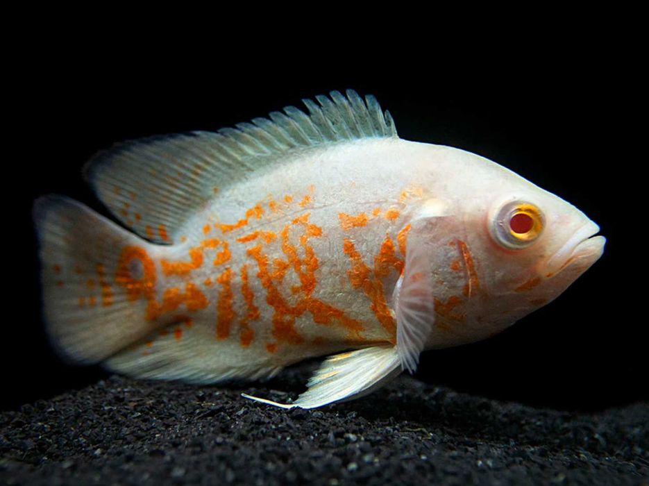 piel-gnica-pawiooka-odmiana-red-tiger-albino-astronotus-dow-z-d